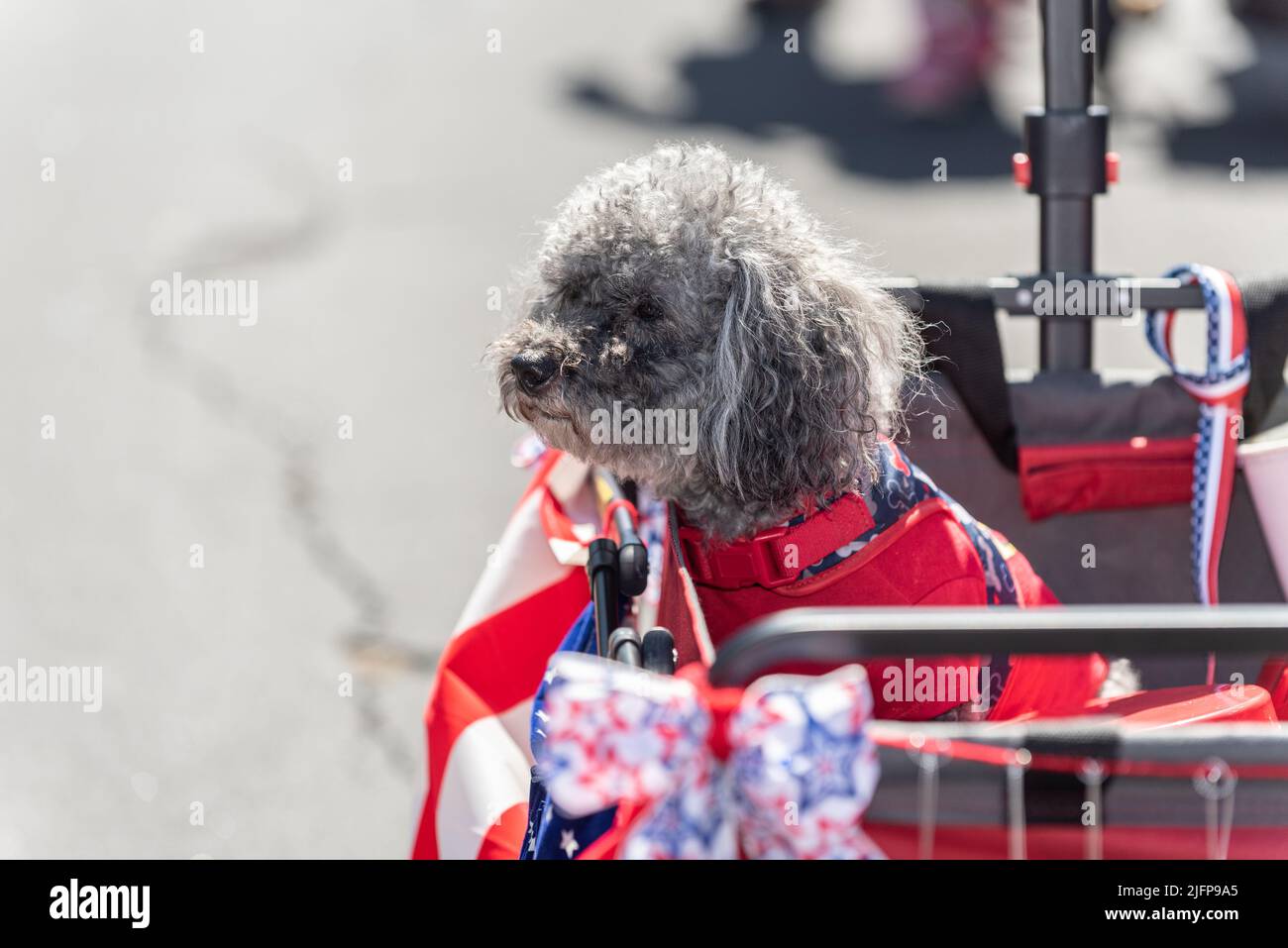 Holiday parade in small town is perfect place to walk the grey Bichon Frise dog in comfortable wagon. Stock Photo
