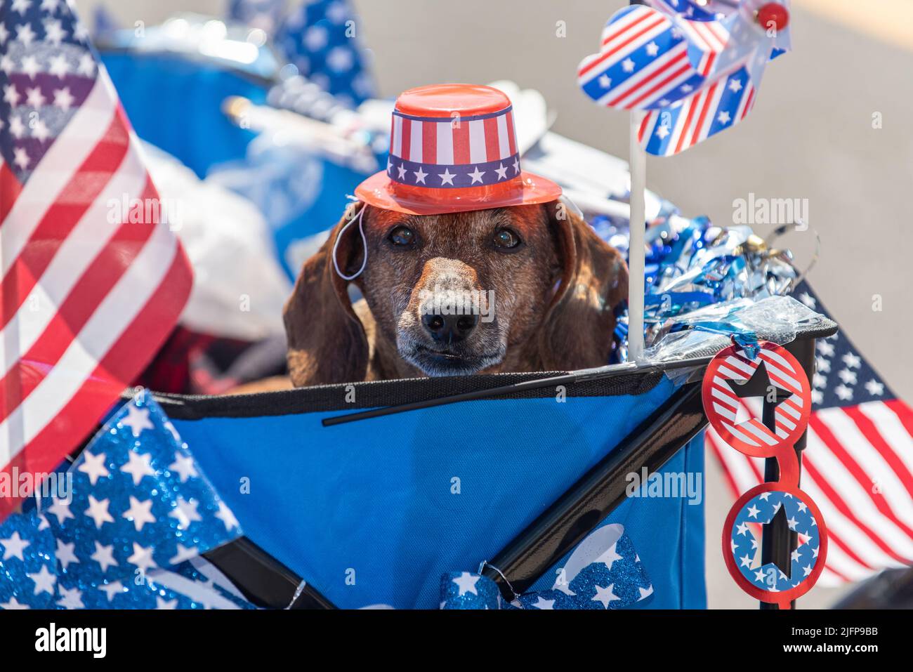 Forth of July holiday parade in small town is perfect place to walk the dachshund dog in the stars and stripes top hat. Stock Photo