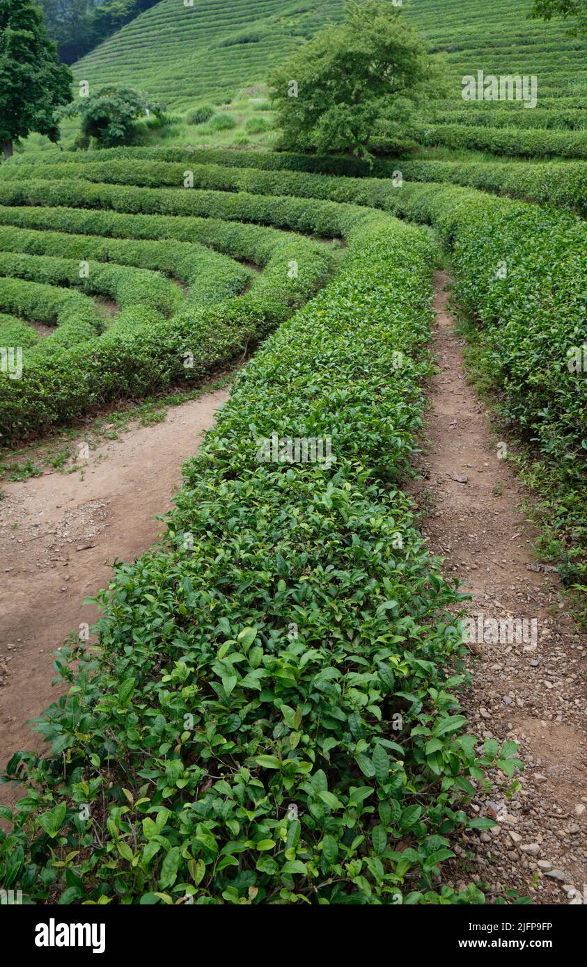 Tea Fields of Green Tea plantation in Boseong town in Jeollanamdo province of South Korea Stock Photo