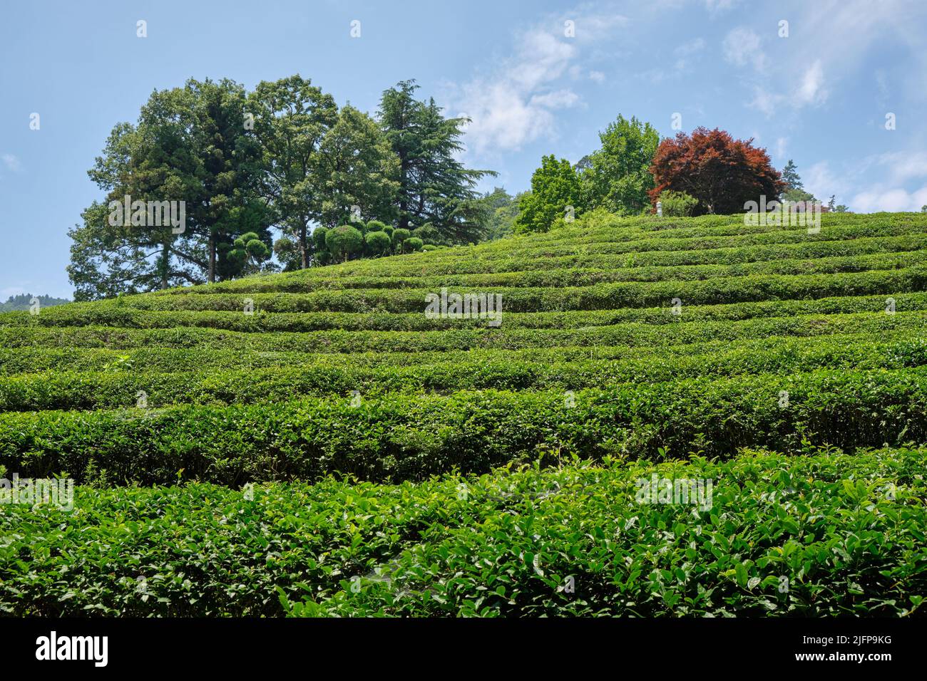 Tea Fields of Green Tea plantation in Boseong town in Jeollanamdo province of South Korea Stock Photo