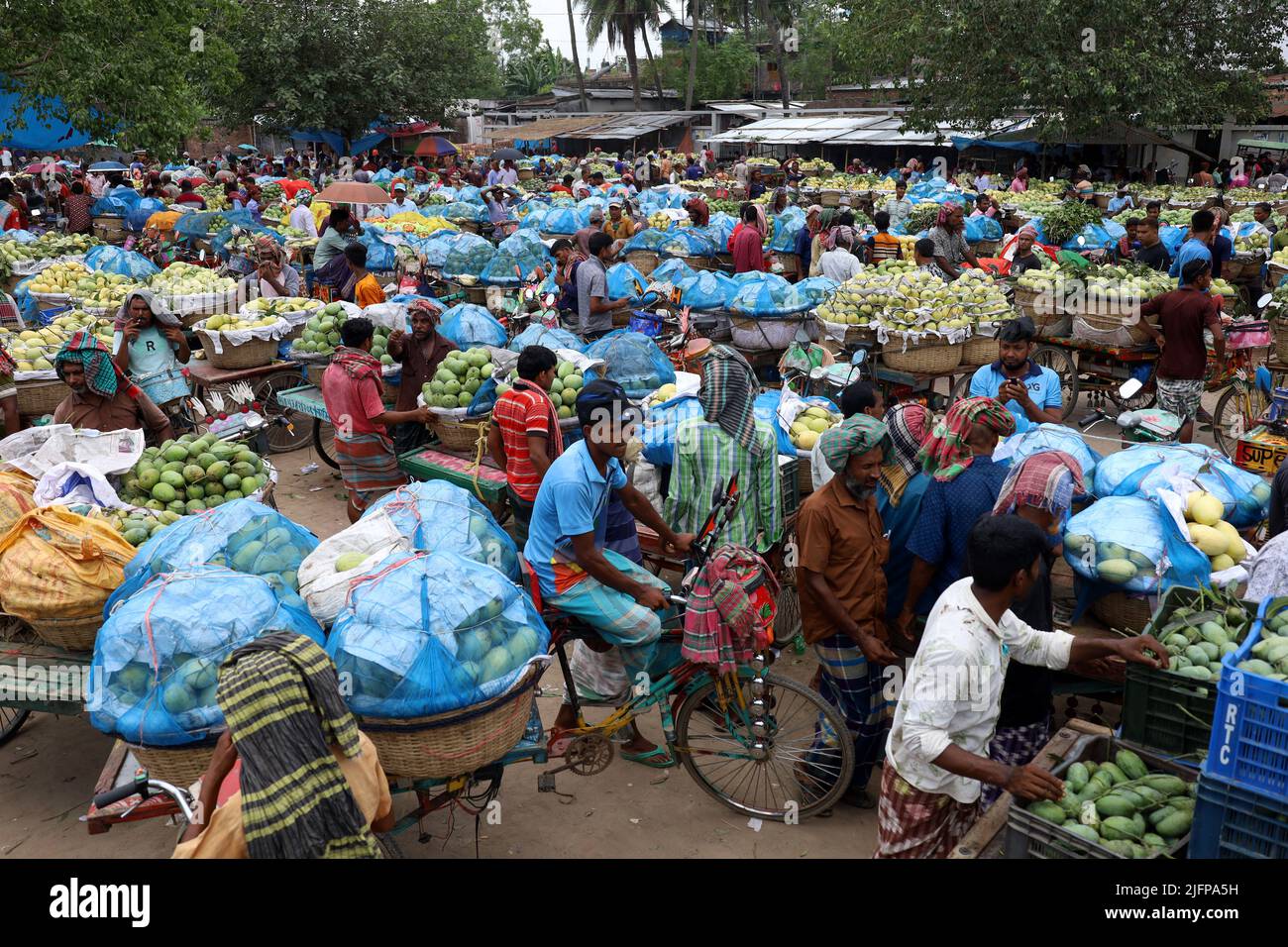 Kansat, Chapainawabgonj, Bangladesh. 4th July, 2022. Farmers are ...