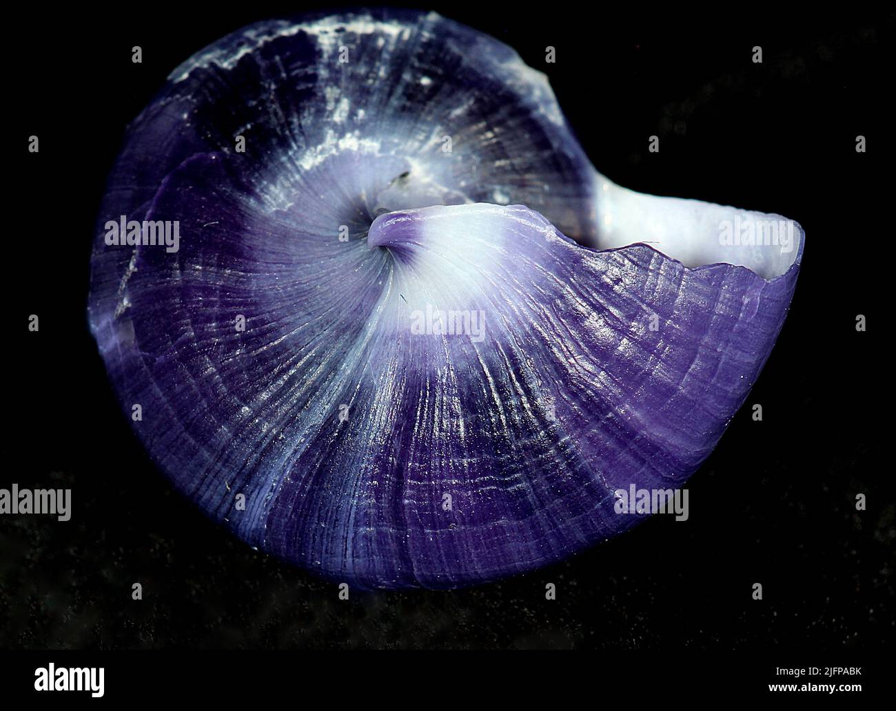 Pelagic violet snail (Janthina janthina) Stock Photo