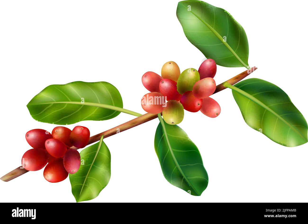 Branch with red coffee beans and green leaves realistic vector ...