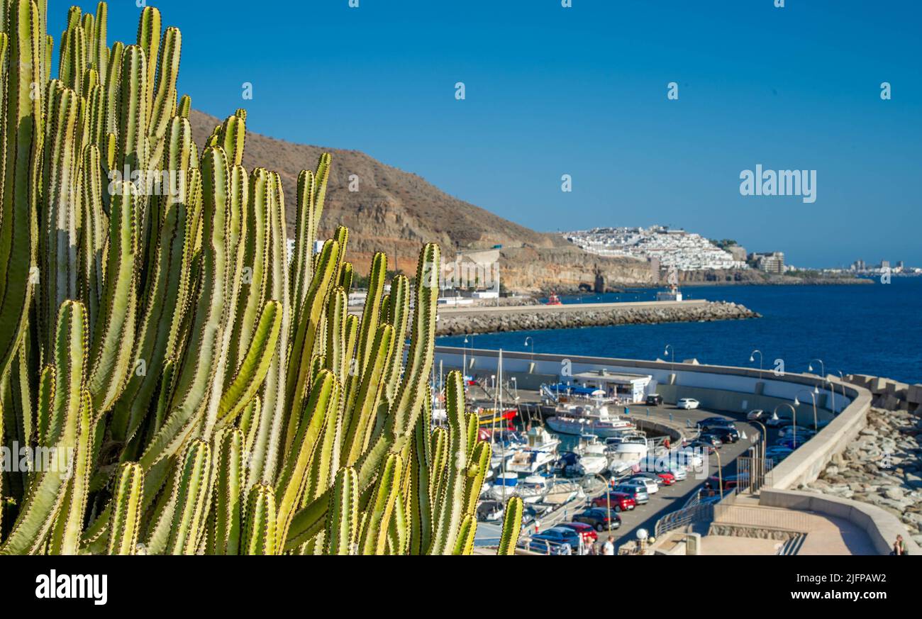 Landscape with Puerto Rico village and beach on Gran Canaria, Spain .Top  view in the foreground cactus and in the background the harbour Stock Photo  - Alamy