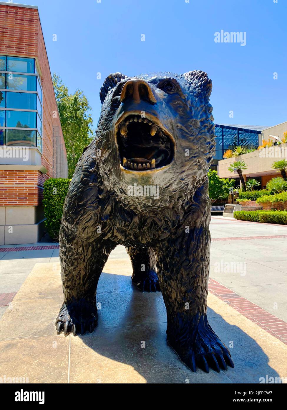The UCLA Bruin bear statue Stock Photo