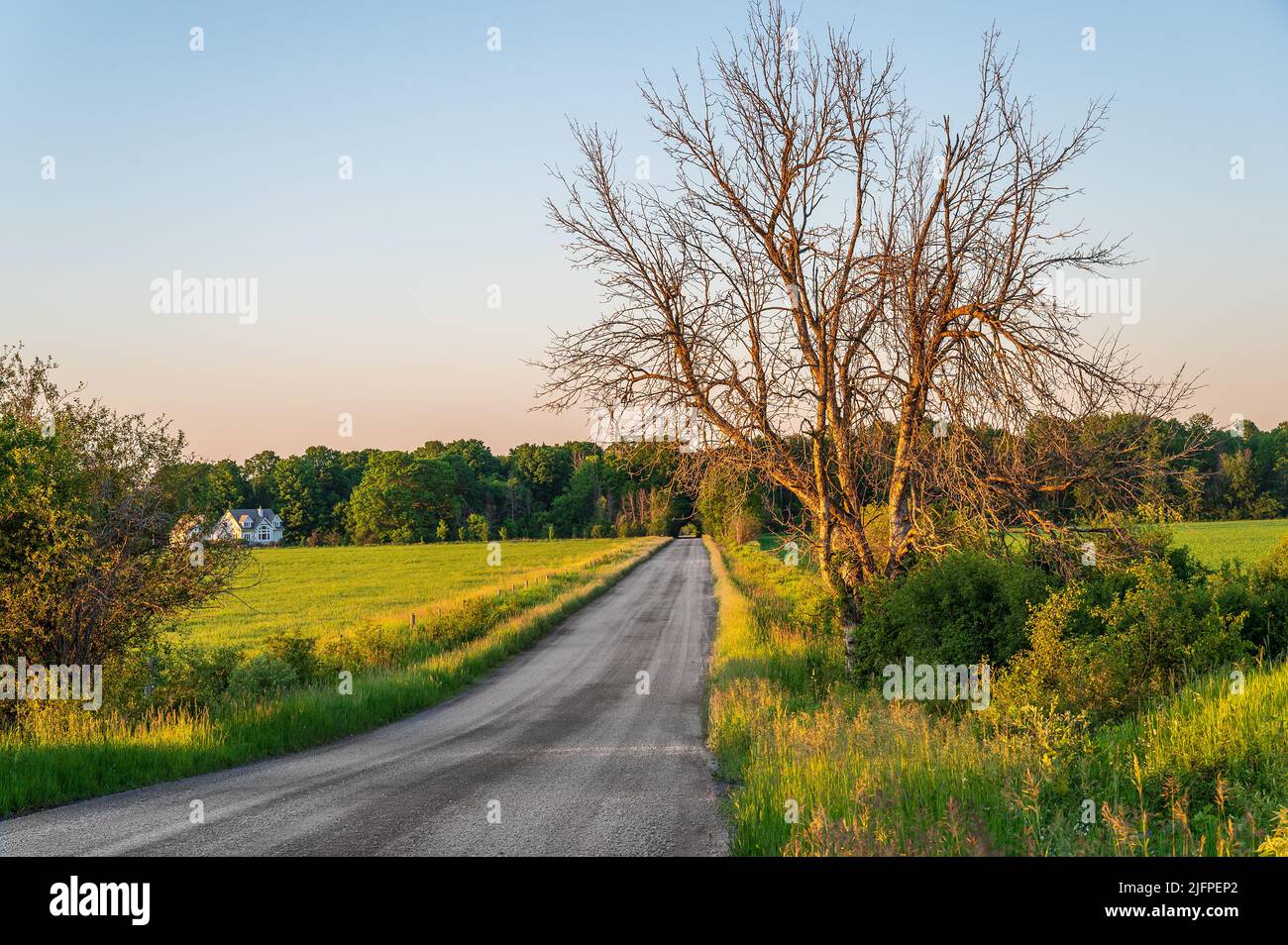 Leafless maple tree stands in golden sunlight beside a country road leading to  a tunnel of trees through a forest. Stock Photo