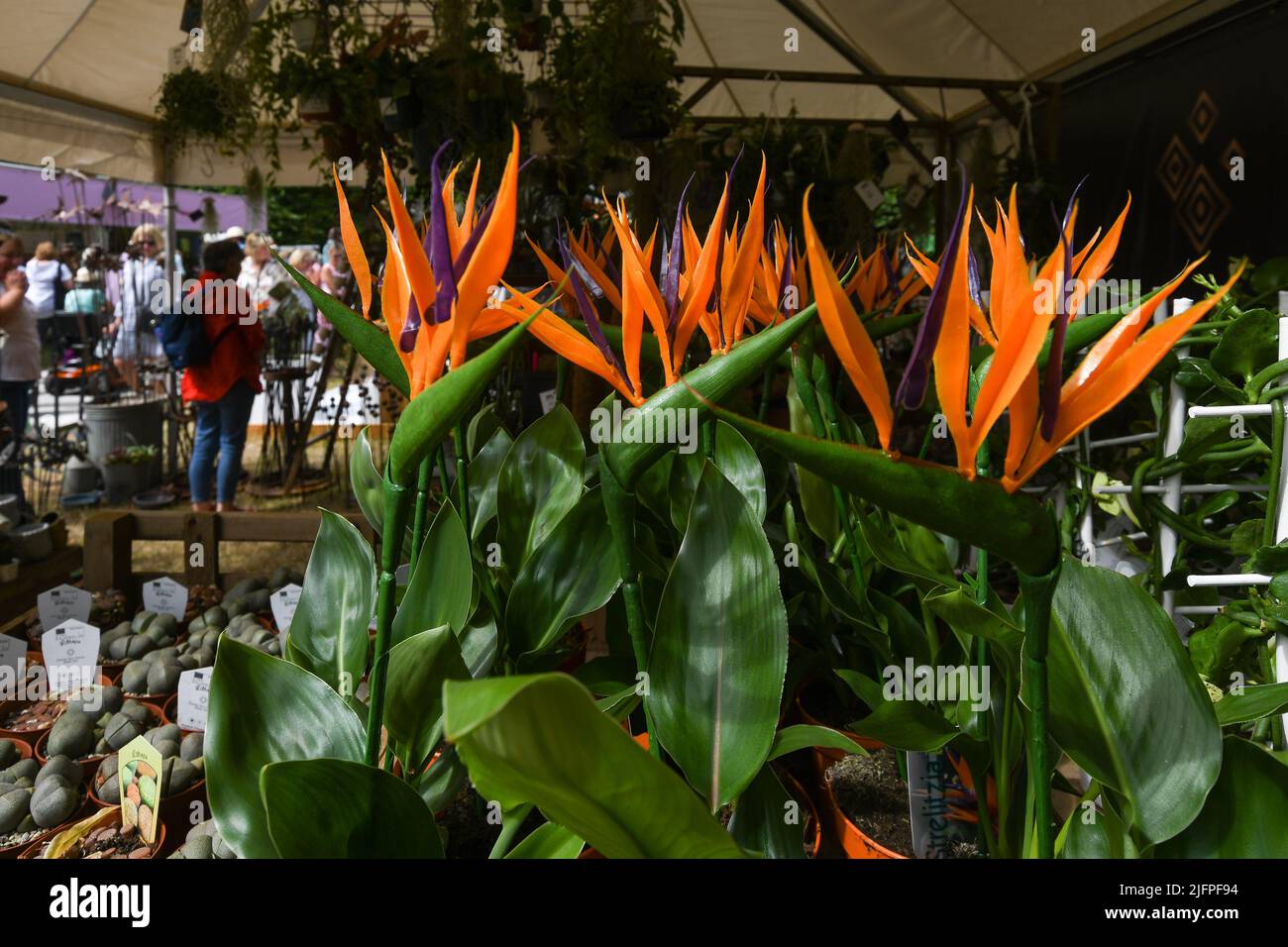 London, UK, 4th Jul 2022, RHS Hampton Court Palace Garden Festival 2022