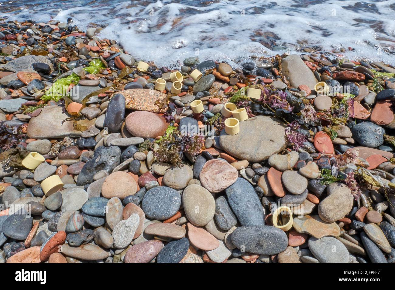 Rubber bands used by lobster fishermen to bind the lobsters claws