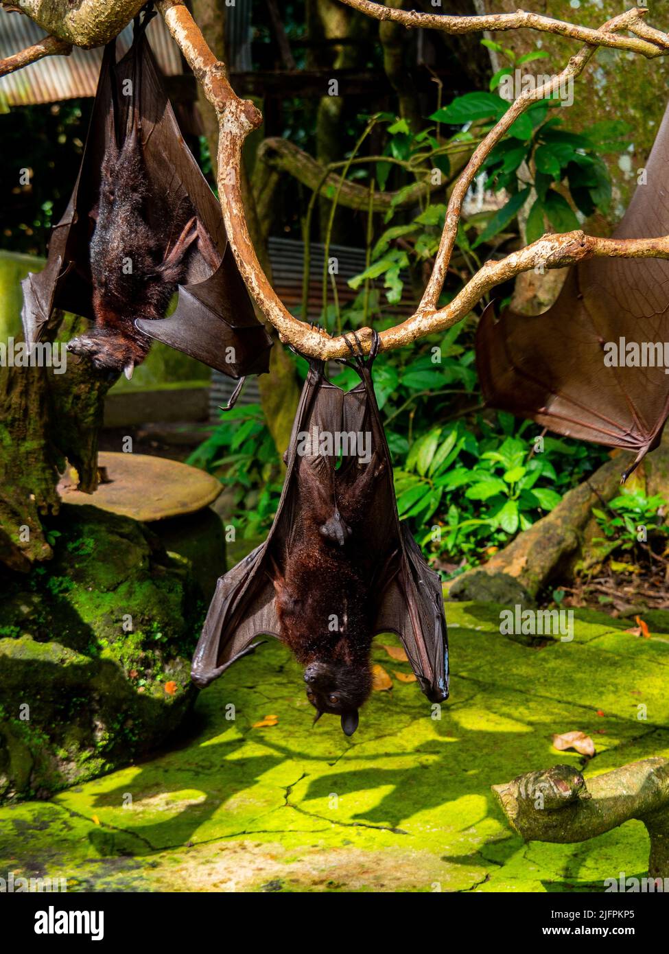 Common Roussette Indonesia fruit bats hi-res stock photography and images - Alamy