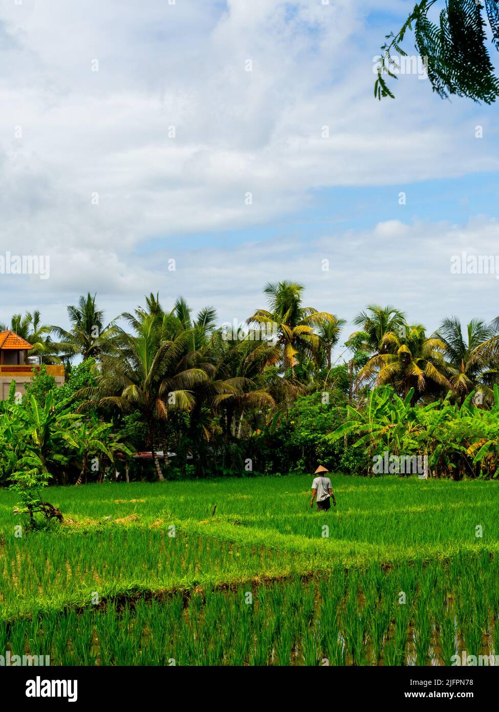 Kajeng Rice Fields (walk), Ubud, Bali Indonesia Stock Photo