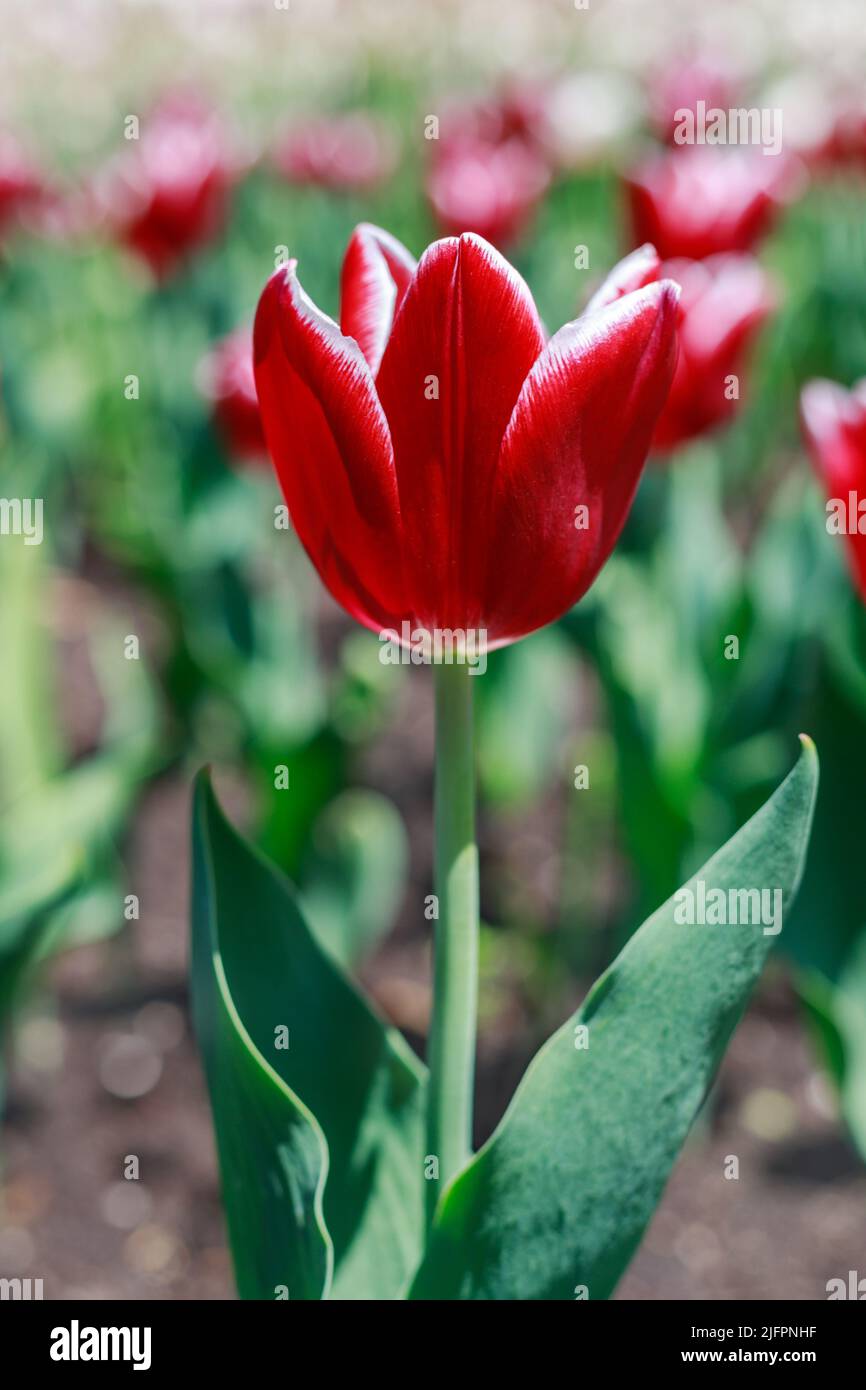 Red tulip growing in the park in spring. Beautiful flowers outdoors in springtime. Tulips in garden Stock Photo