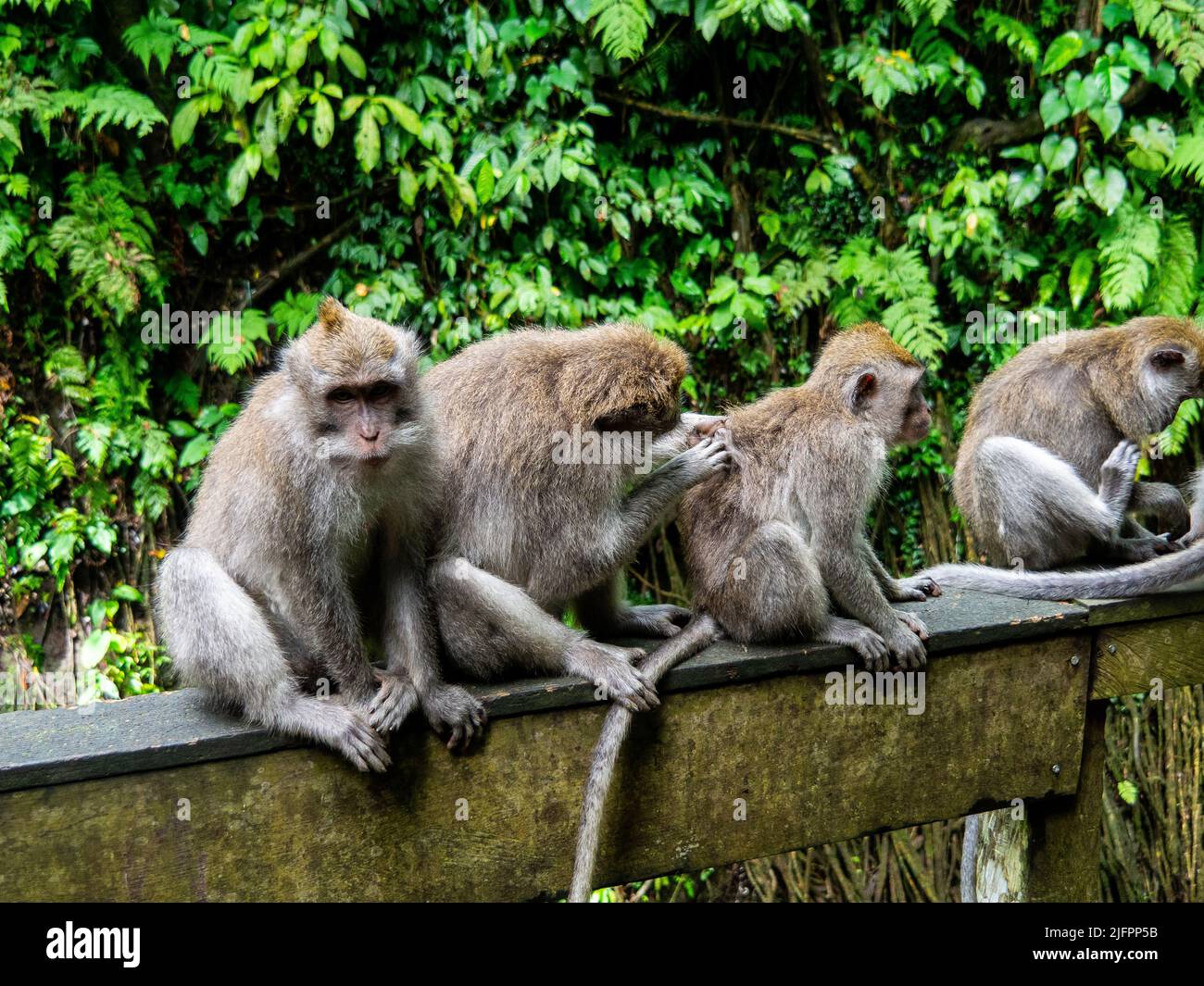 Sacred Monkey Forest, Ubud, Bali, Indonesia, Asia Stock Photo
