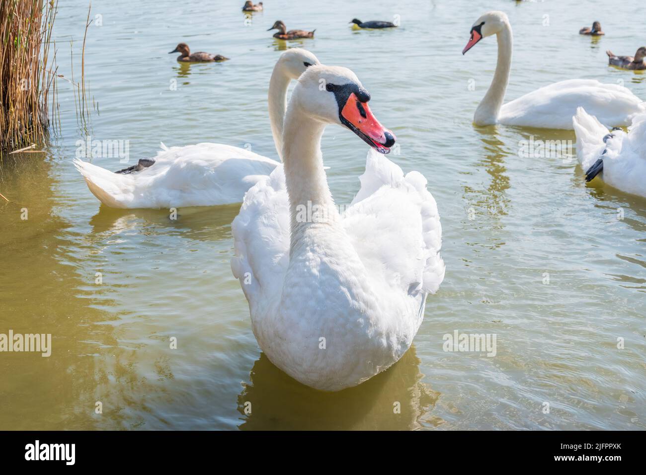Three graceful white swans swims in the lake, swans in the wild. The