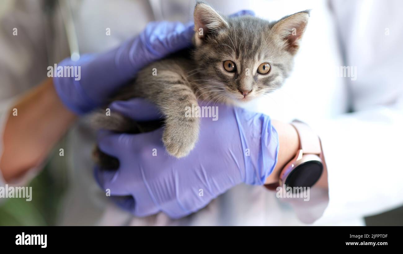 Female doctor veterinarian holding small kitten in hands Stock Photo
