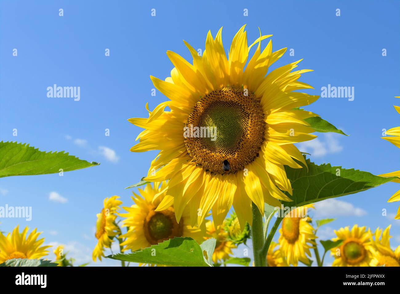 A bumblebee on a sunflower Stock Photo