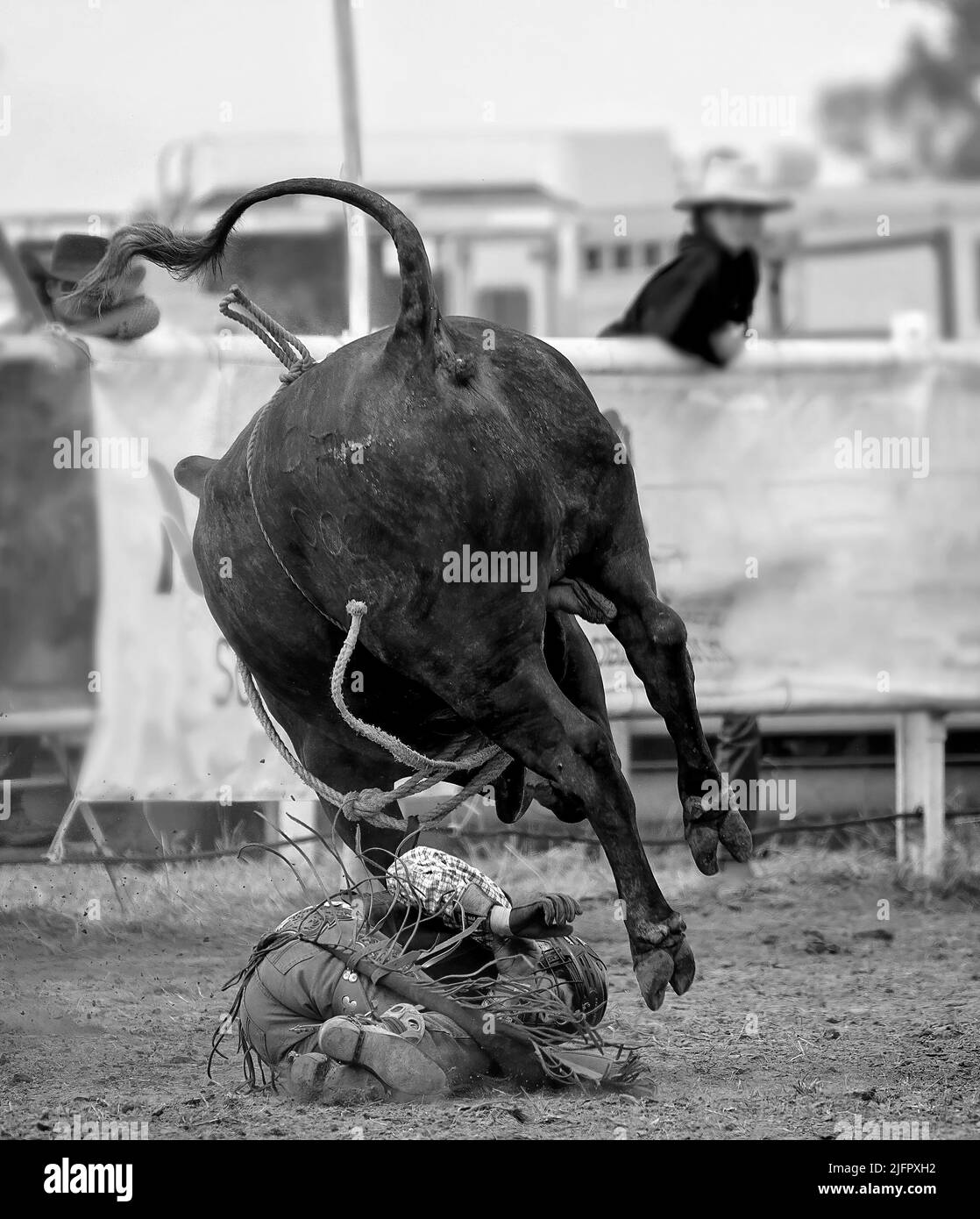 Cowboy falls off wild bucking bull at Australian country rodeo Stock Photo Alamy