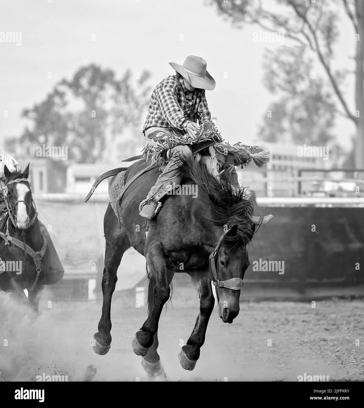 Bronc riding Black and White Stock Photos & Images Alamy