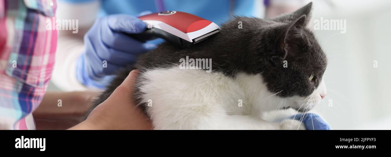 Professional grooming master cuts and shaves cat, cares for domestic pet Stock Photo