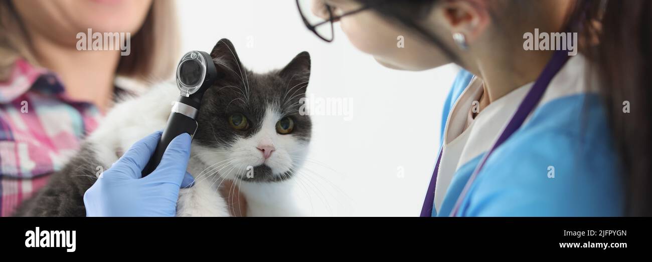 Woman doctor veterinarian checking cats ear with special equipment Stock Photo