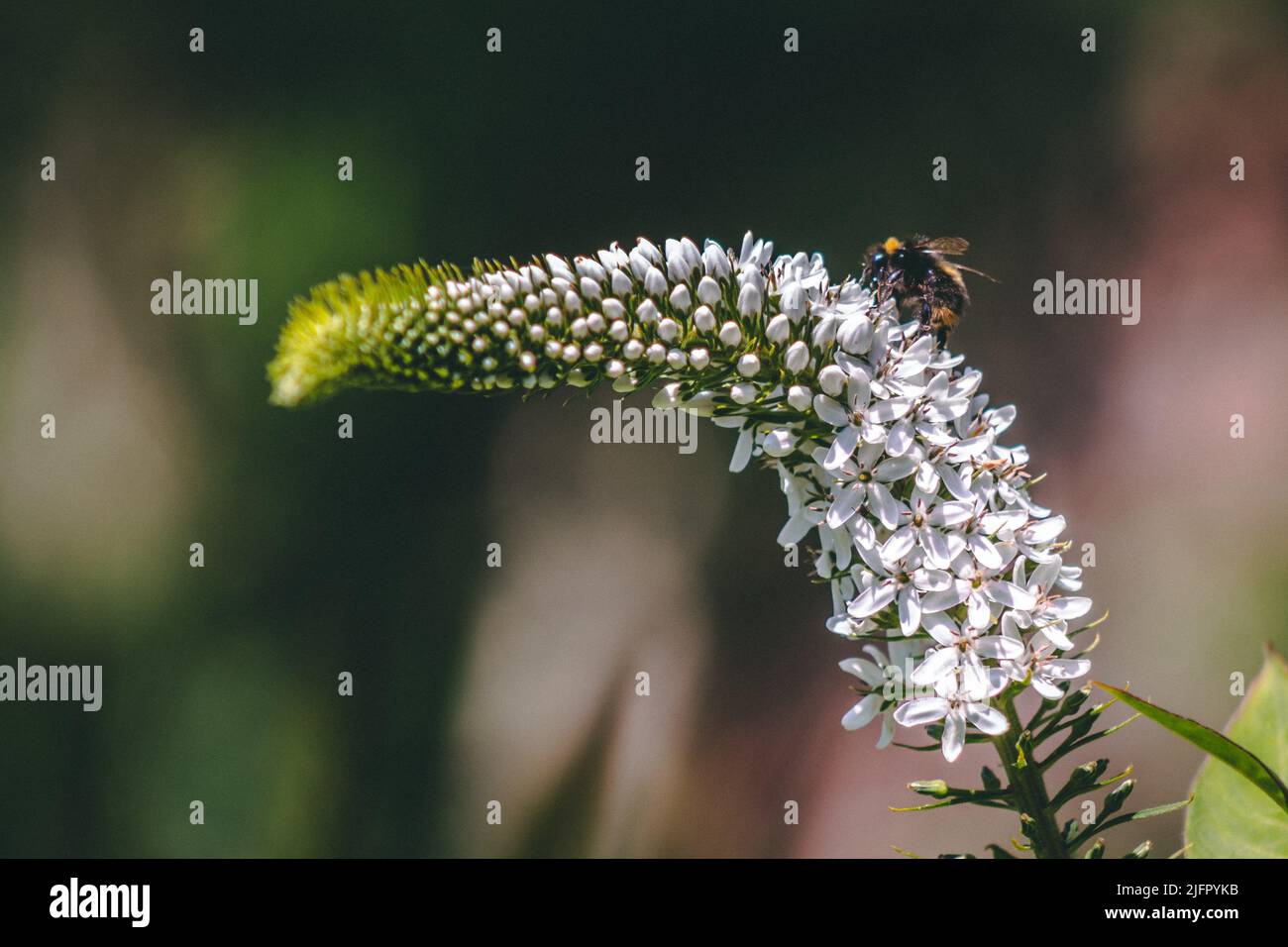 A closeup shot of a bee sitting on a Lysimachia plant Stock Photo