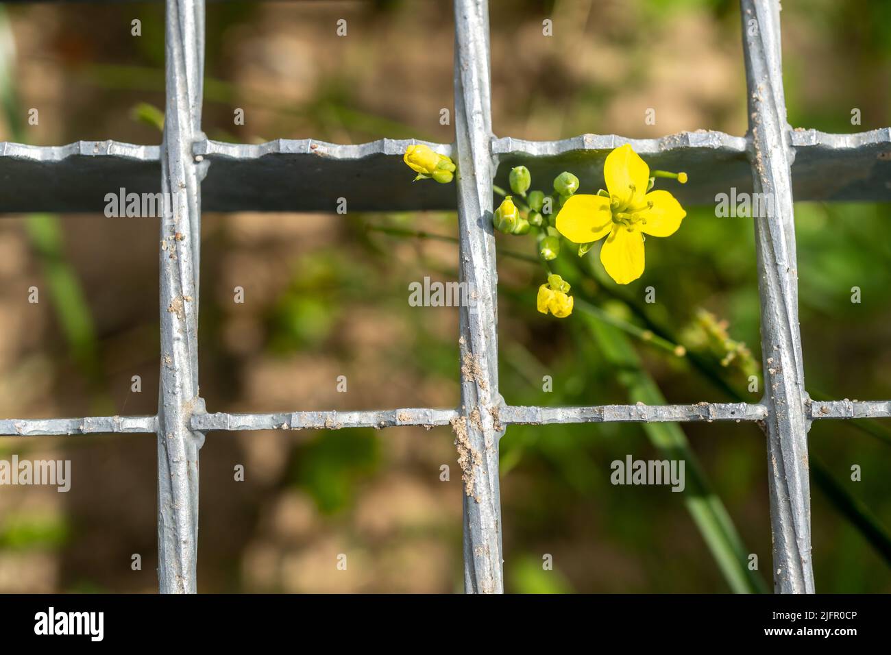 A closeup shot of a yellow Perennial Wall-rocket flower behind a fence in a blurred background Stock Photo