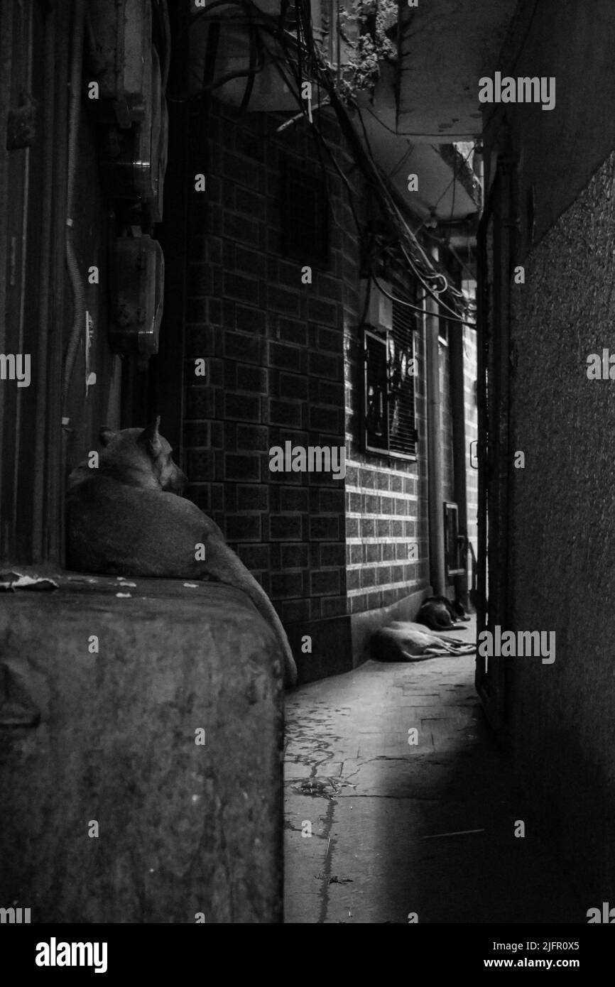 A vertical shot of dogs lying in a narrow street between buildings in ...