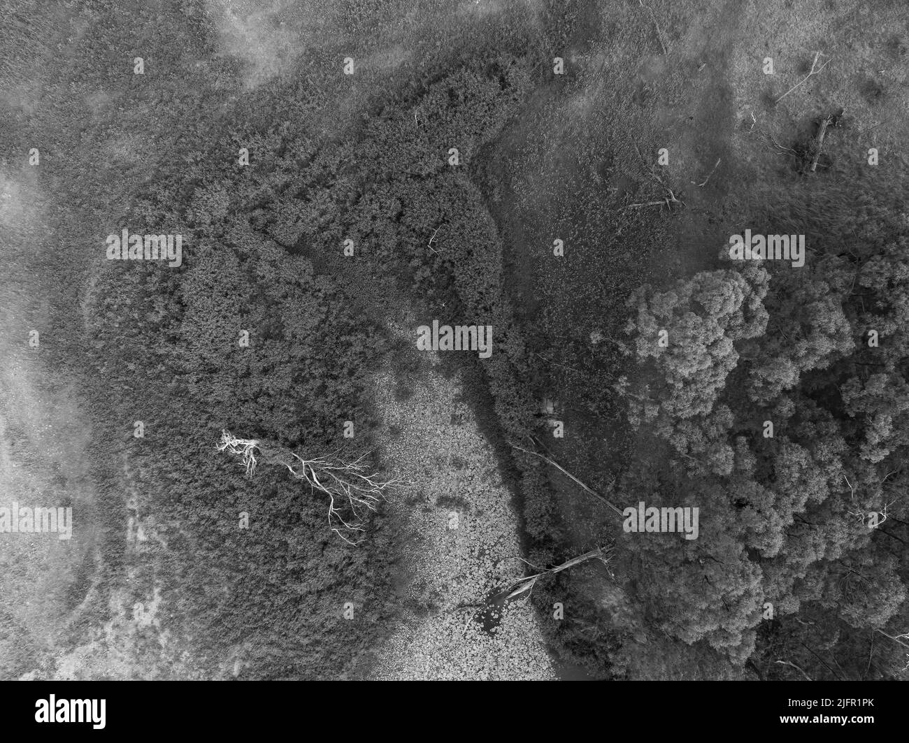 Aerial image taken by a drone above aquatic plants and vegetation at Eungella Dam, Queensland