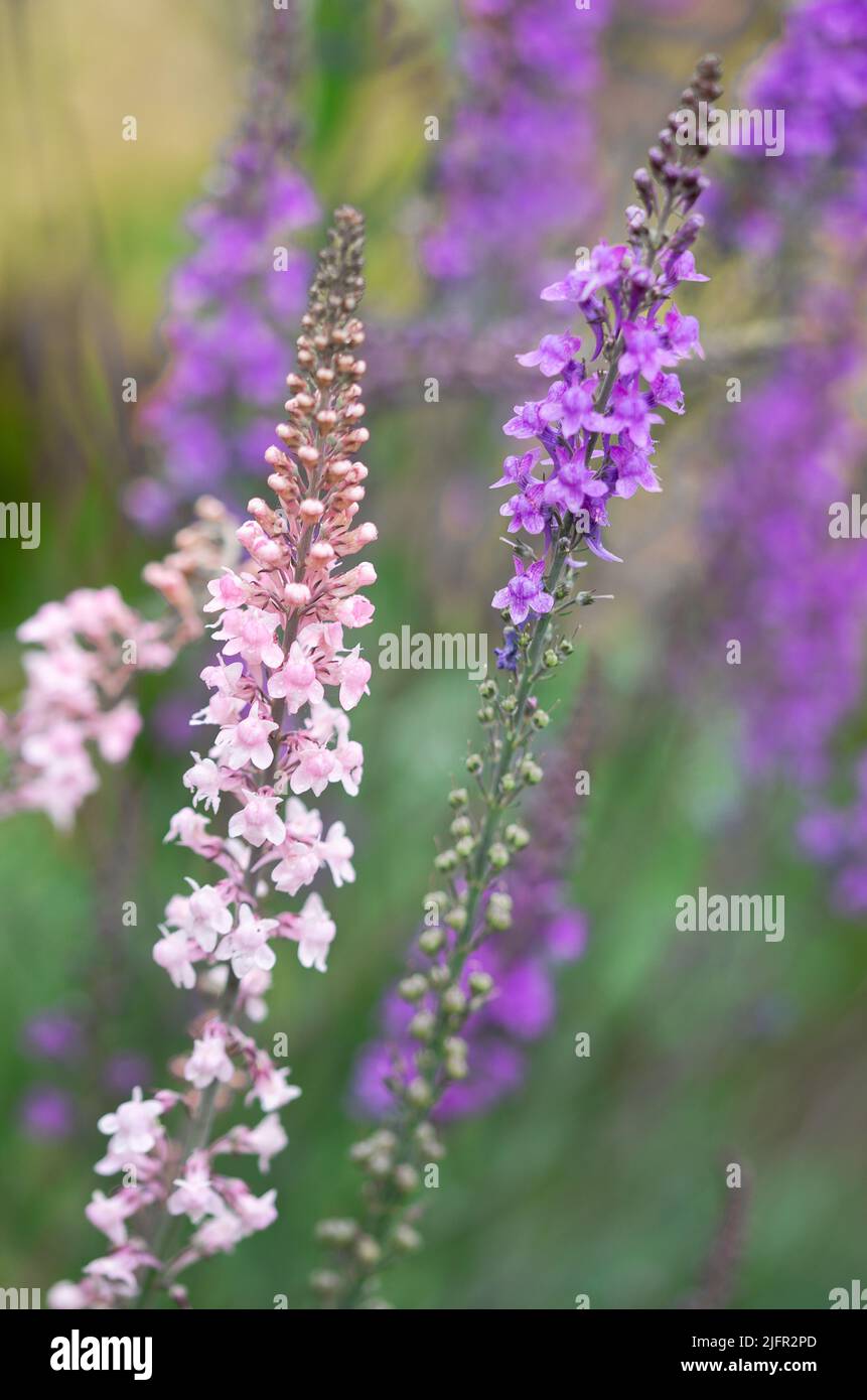 pink and purple linaria flowers Stock Photo