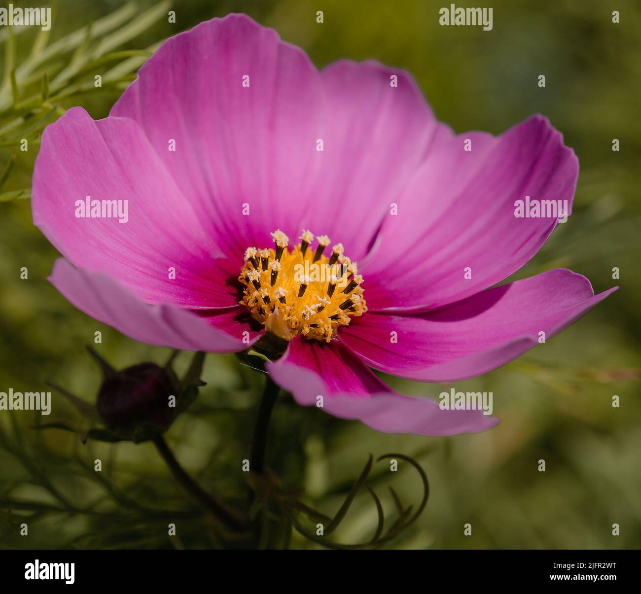 Pink cosmos flower Stock Photo