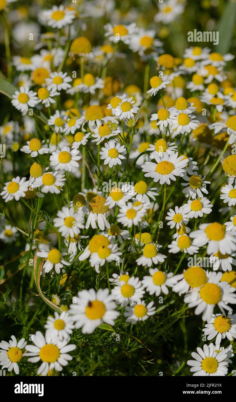 yellow and white mayweed flowers Stock Photo