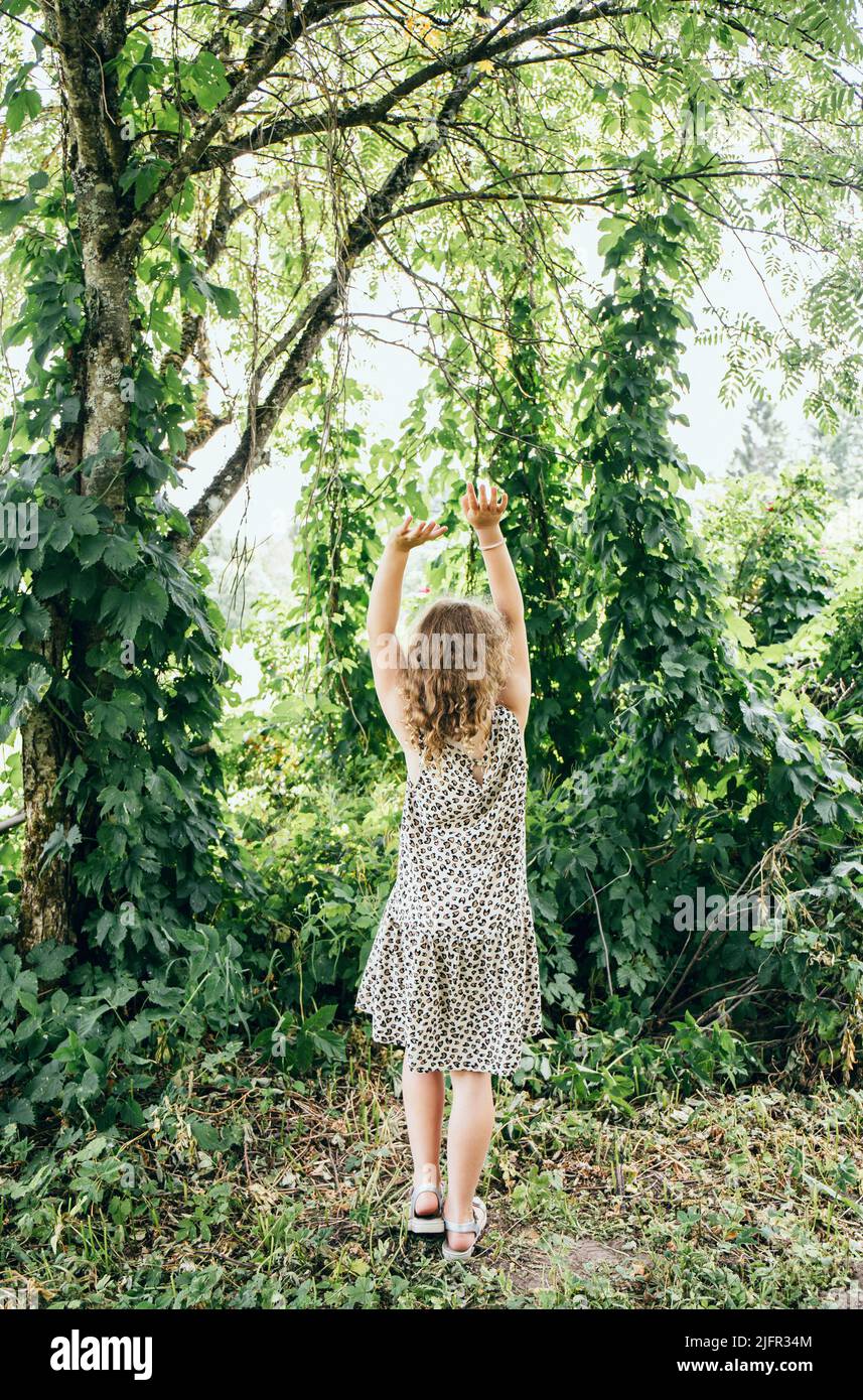 Humulus lupulus or common hop or hops decoration plants climb on shoots ant trees in home garden, young 8 year old girl standing between growing plant Stock Photo