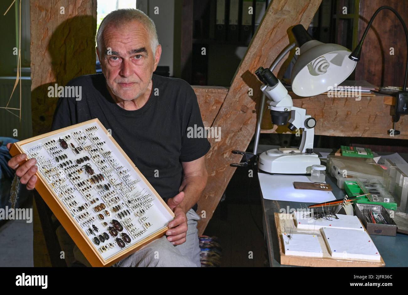PRODUCTION - 27 June 2022, Brandenburg, Güstebieser Loose: Peter Herbert, coleopterist (beetle researcher), shows a box with prepared beetles, at his workplace in his house in the Oderbruch. Peter Herbert has explored the European cultural heritage of the Oderbruch in a very special way. For decades, the trained farmer has been collecting and preparing beetles native to his adopted home. He bequeathed his regional collection of thousands of specimens to the German Entomological Institute . (to dpa 'The big crawl in the Oderbruch') Photo: Patrick Pleul/dpa Stock Photo