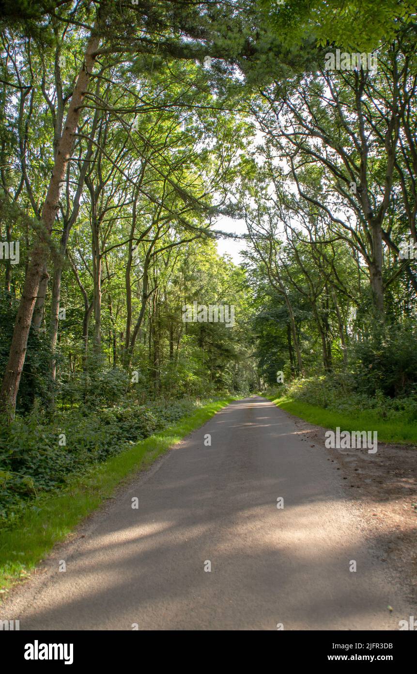 country lane in summer Stock Photo