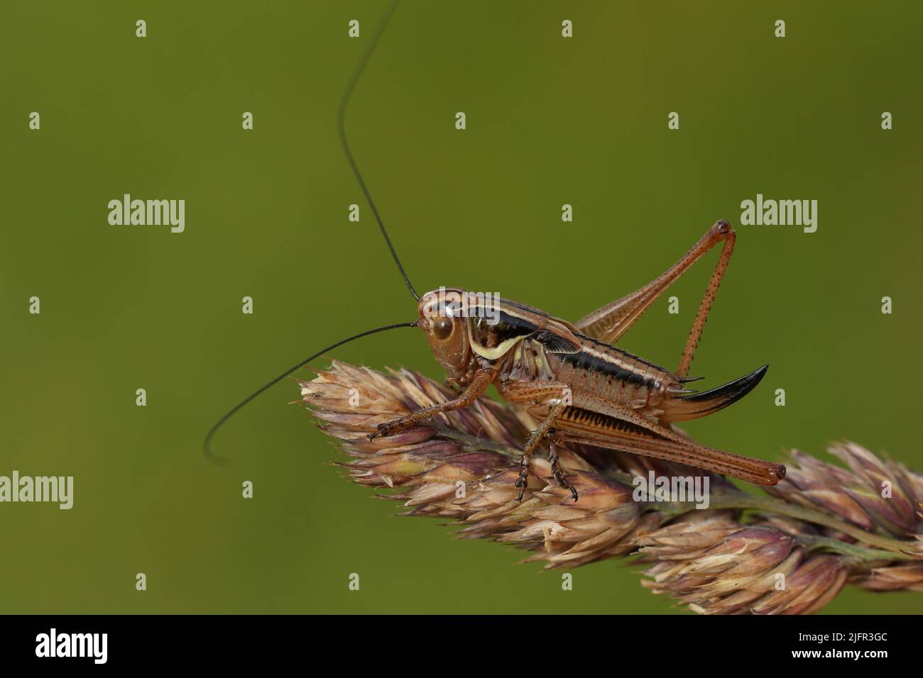 A Roesel's Bush-cricket, Metrioptera roeselii, resting on a grass seeds in a meadow. Stock Photo