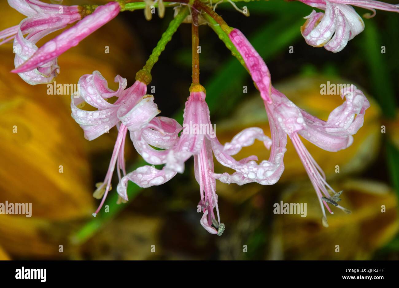 Nerine flower with raindrops Stock Photo
