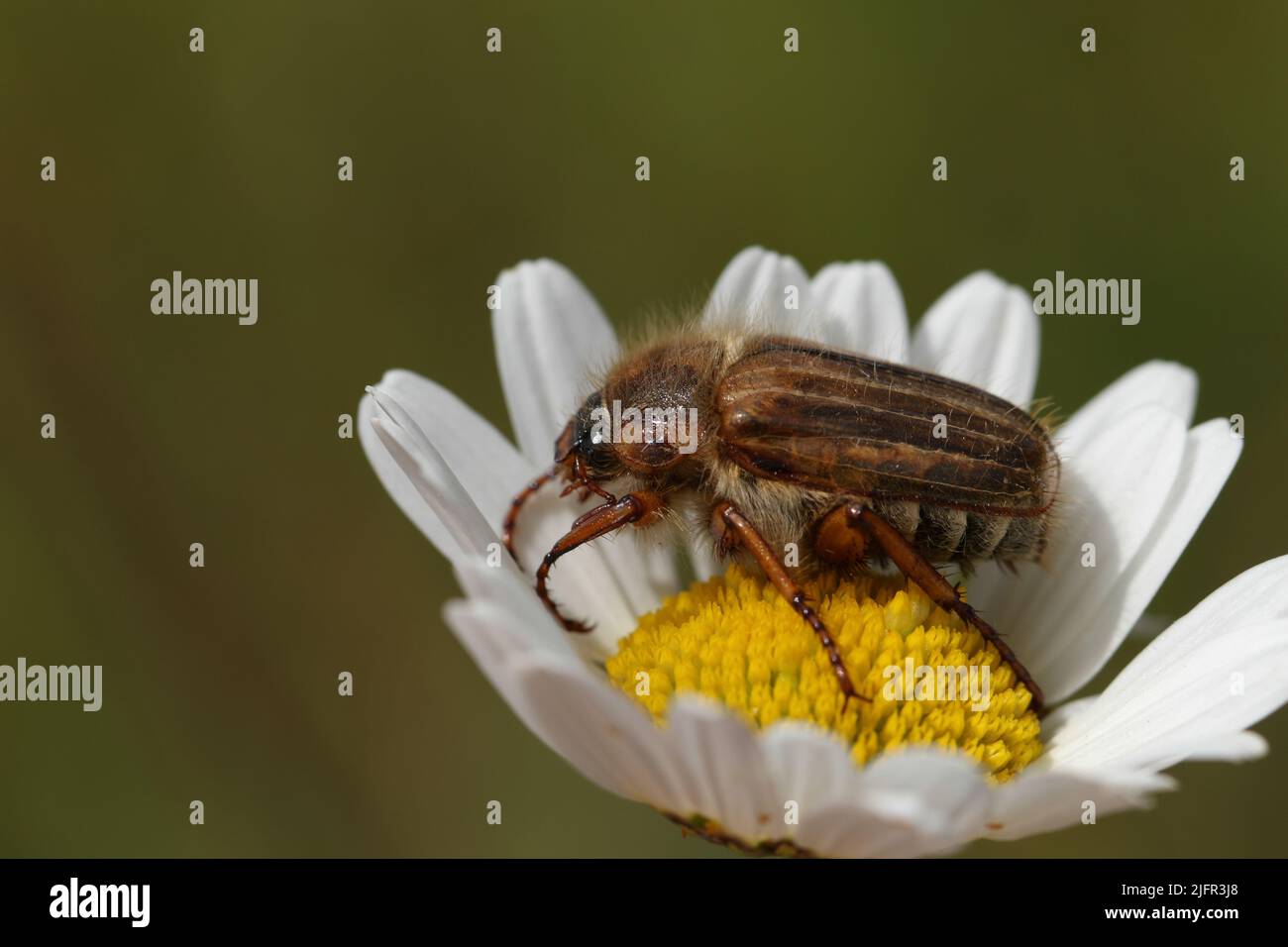 A Summer Chafer Beetle, Amphimallon solstitialis, on an ox-eye daisy flower in a meadow. Stock Photo