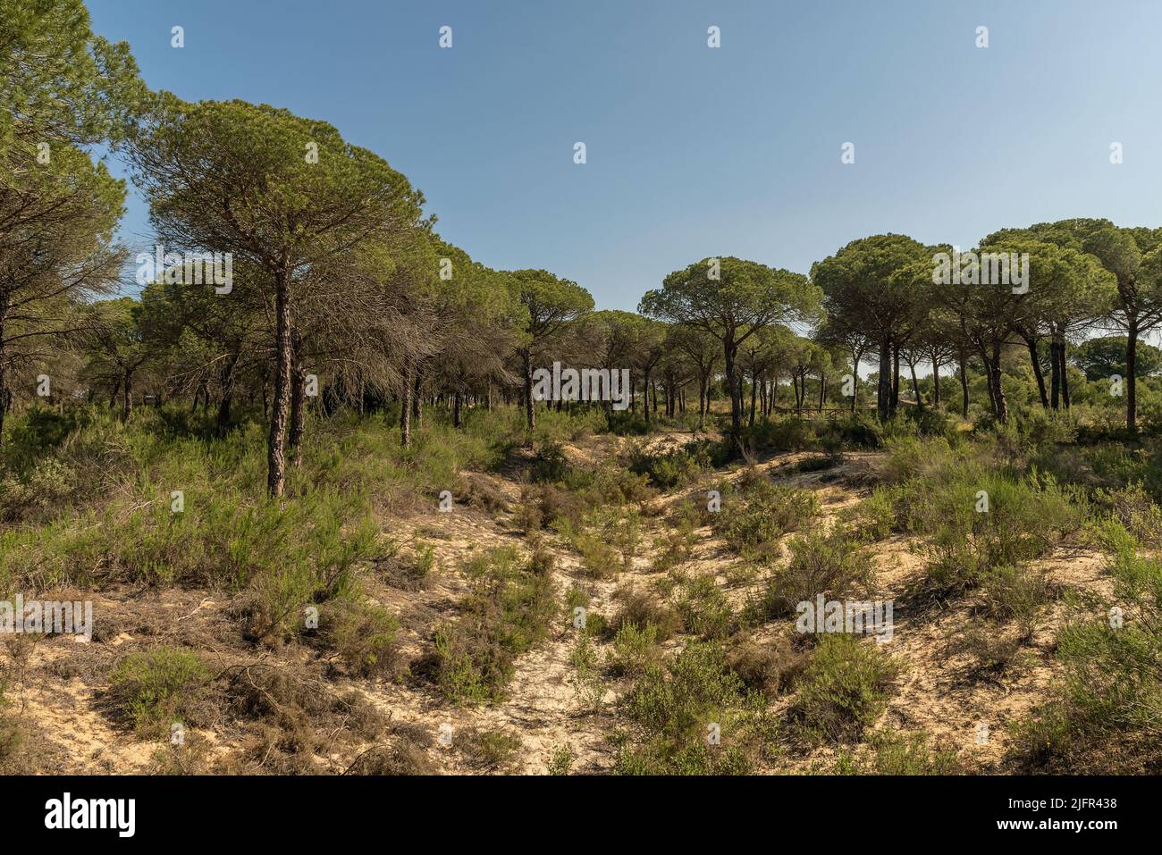 Landscape of Donana National Park in Andalusia, Spain Stock Photo