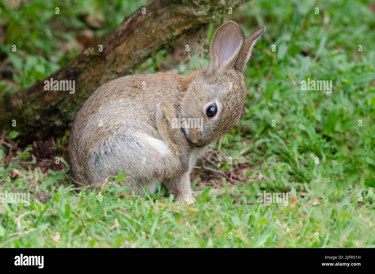 A young wild rabbit is sitting on the grass. It has its rear leg lifted as it looks down to inspect the paw Stock Photo