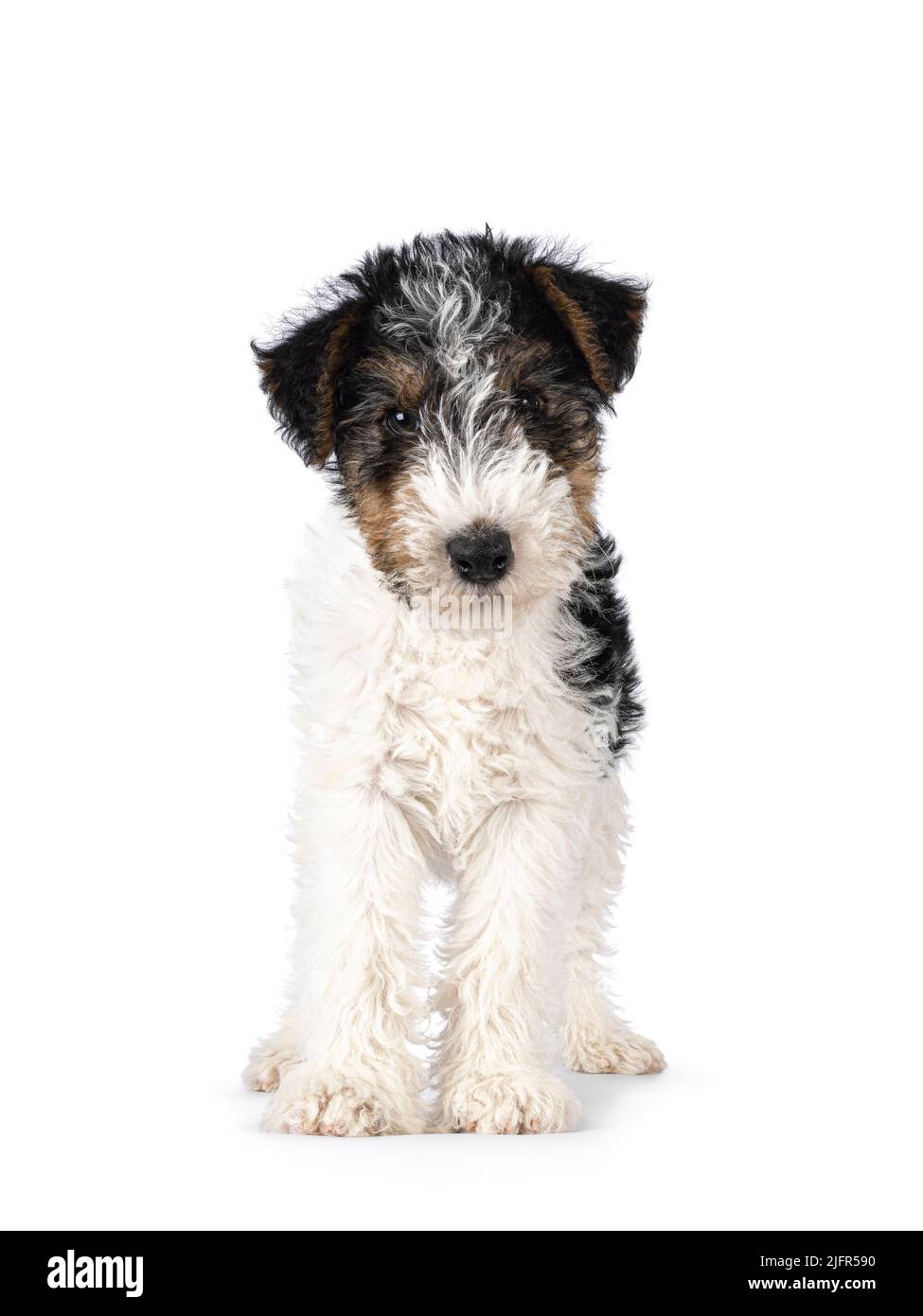 Sweet Fox Terrier dog pup, standing facing front. Looking straight towards camera. Isolated on a white background. Stock Photo