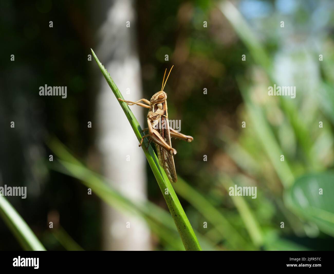 Brown Grasshopper, Bombay Locust on green leaf tree with natural black background, Thailand Stock Photo