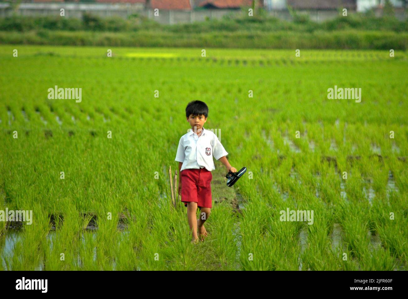 A child wearing elementary school uniform is carrying his sandals as he is walking on an embankment in the middle of a rice field in Gede Bage, Bandung, West Java, Indonesia. Stock Photo