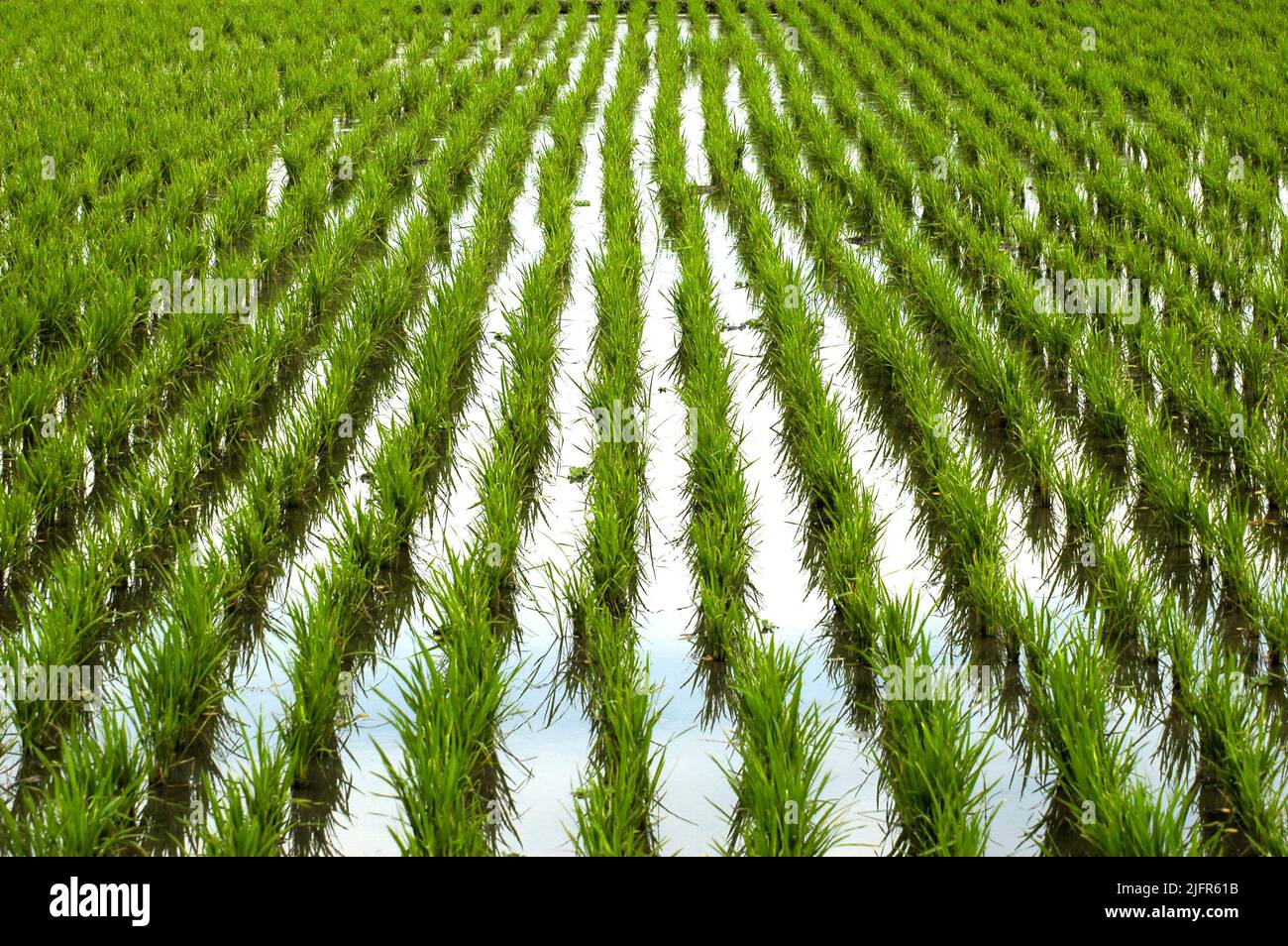 Rice plants on a rice field in Gede Bage, Bandung, West Java, Indonesia ...