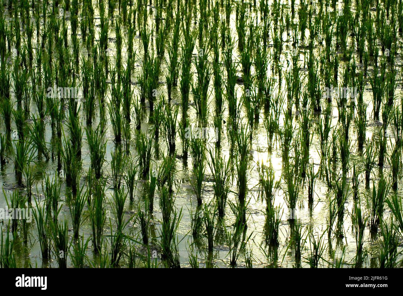 Rice plants on a rice field in Gede Bage, Bandung, West Java, Indonesia ...