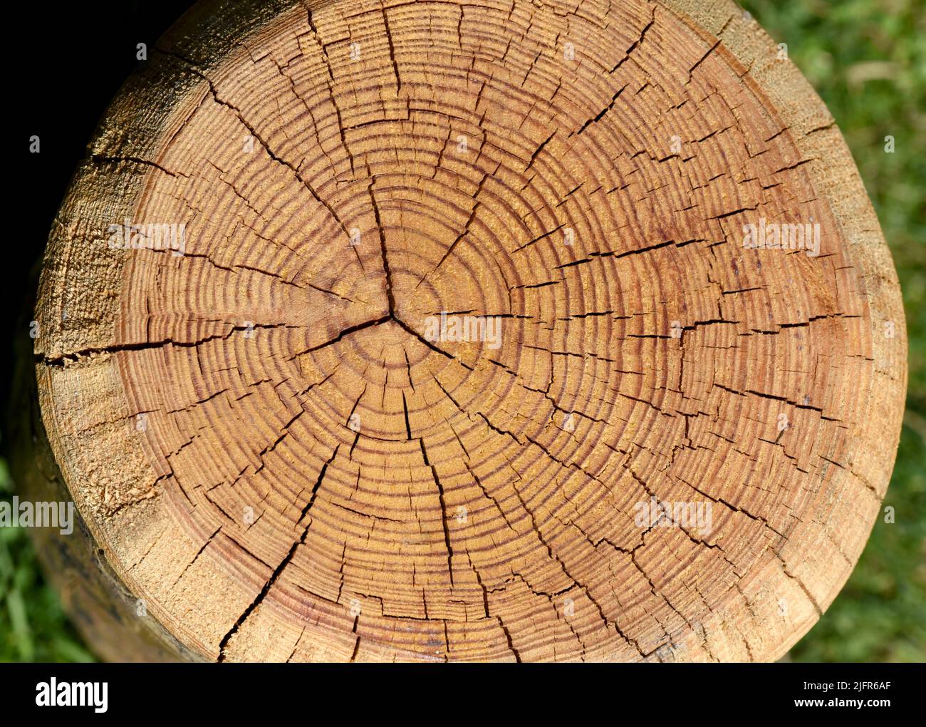 Jahresringe sind die Wachstumsringe eines Baumes im Querschnitt. Annual rings are the growth rings of a tree in cross section. Stock Photo