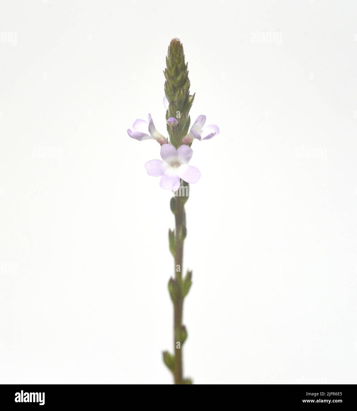 Eisenkraut  ist eine wichtige Heil- und Medizinalpflanze und mit weissen und rosa  Blueten. Verbena is an important medicinal and medicinal plant and Stock Photo
