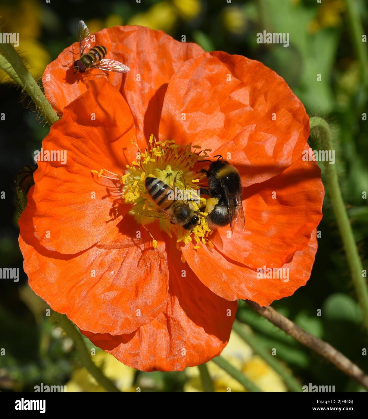 Biene, Apis mellifera, ist ein wichtiges Insekt zur Bestaeubung von Pflanzen und zum Sammeln von Honig auf Islaendischer, Mohn, Papaver, nudicaule. Ho Stock Photo
