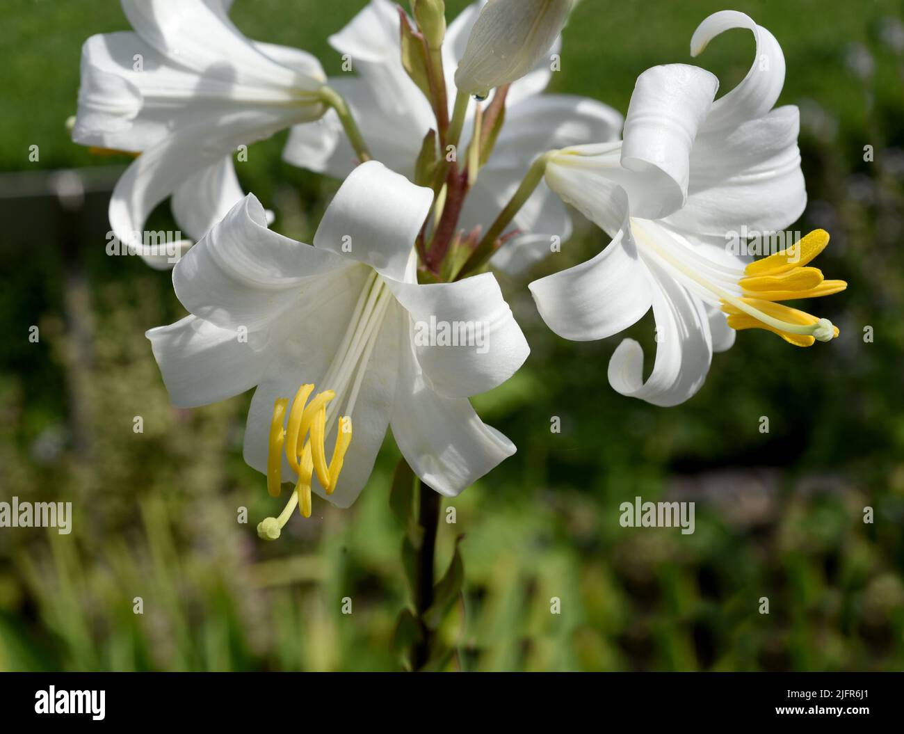 Madonnen-Lilie, Madonnenlilie oder Weisse Lilie ist eine Art der Gattung der Lilien und eine wichtige Heilpflanze. Madonna lily, Madonna lily or white Stock Photo