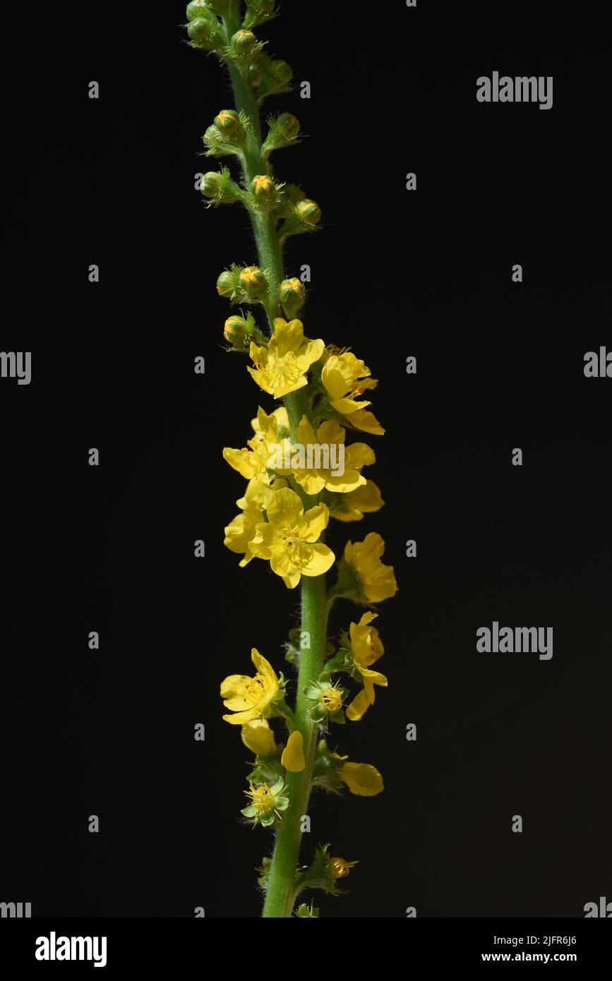 Odermenning, Agrimonia, Eupatoria, ist eine wichtige Heilpflanze mit gelben Blueten. Sie ist eine schoene Staudenpflanze und wird auch in der Medizin Stock Photo