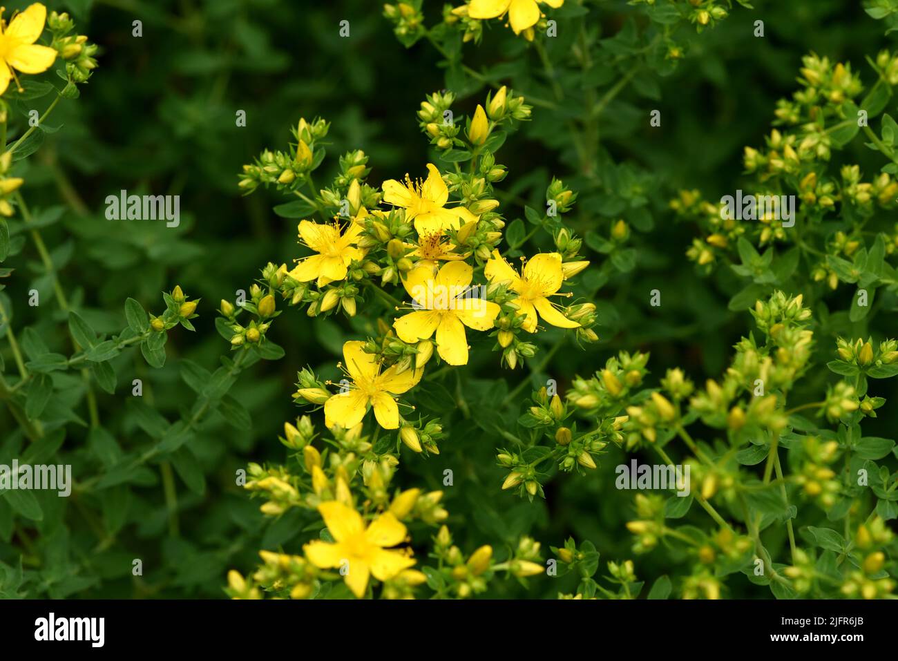Johanniskraut, Hypericum perforatum, ist eine wichtige Heilpflanze mit gelben Blueten und wird in der Medizin verwendet. Sie ist eine Wild- und Ackerp Stock Photo