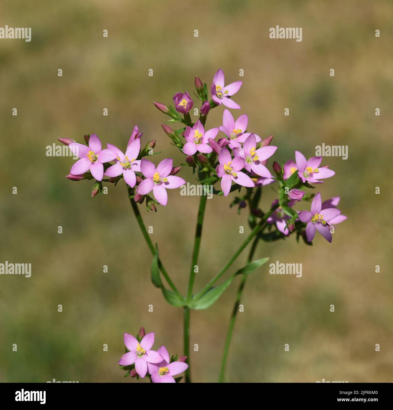Tausendgueldenkraut, Centaurium erythraea ist eine wichtige Heilpflanze mit lila Blueten und wird in der Medizin verwendet. Centaurium erythraea is an Stock Photo